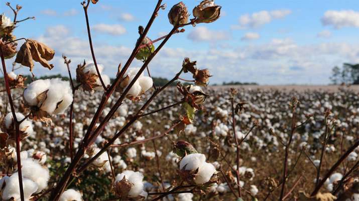 Global cotton consumption estimated to rise 4 percent in 2018-19 says ICAC Global cotton consumption estimated to rise 4 percent in 2018-19 says ICAC- India TV Paisa