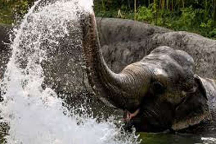 Elephant Elephant - India TV