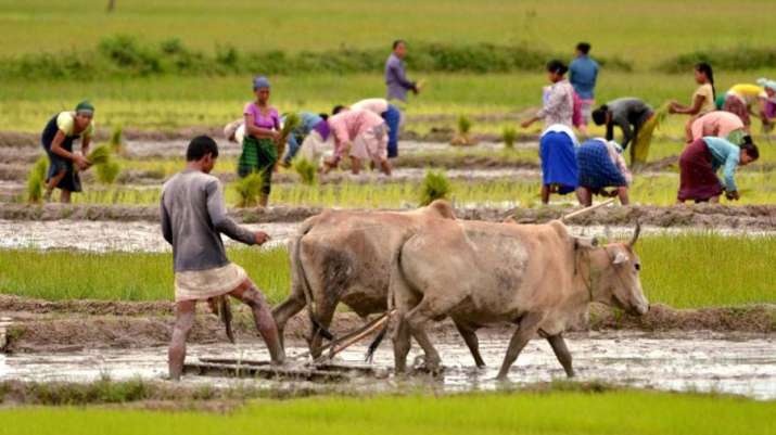 Kharif pulses and cotton sowing recovers Kharif pulses and cotton sowing recovers - India TV Paisa