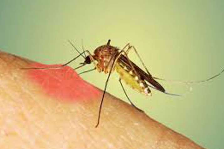 World Mosquito Day World Mosquito Day- India TV
