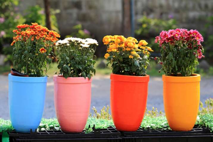 Vastu Tips about flower pot Vastu Tips about flower pot- India TV