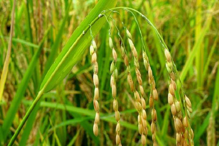 Agriculture Ministry estimates record Food grain production during 2018-19 Kharif season Agriculture Ministry estimates record Food grain production during 2018-19 Kharif season- India TV Paisa