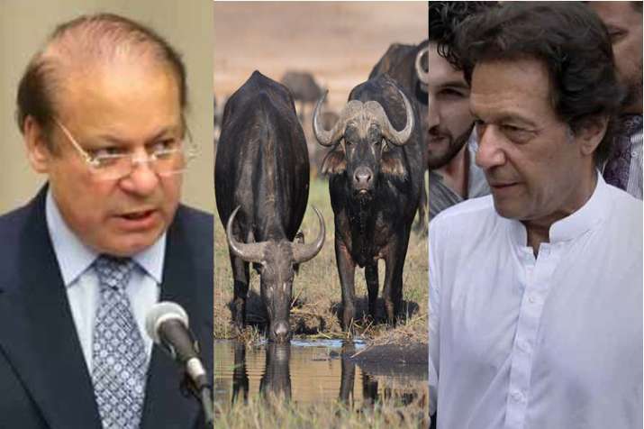 mran Khan’s government to auction 8 buffaloes kept by Nawaz Sharif mran Khan’s government to auction 8 buffaloes kept by Nawaz Sharif- India TV
