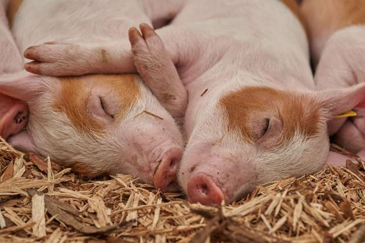 China slaughters 38000 pigs as swine fever spreads | Pixabay China slaughters 38000 pigs as swine fever spreads | Pixabay- India TV