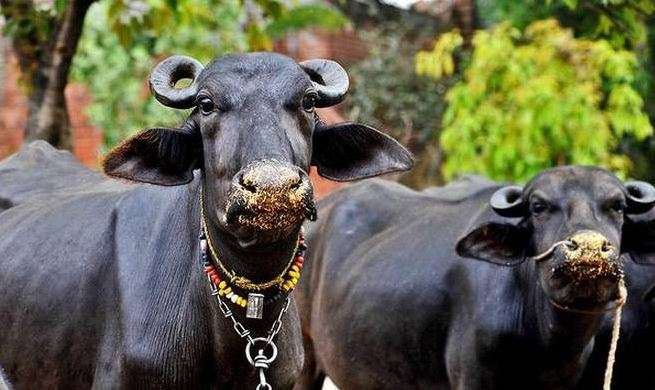 PM House Buffaloes Auctioned in 23.8 lakh Rupees in Pakistan PM House Buffaloes Auctioned in 23.8 lakh Rupees in Pakistan- India TV Paisa