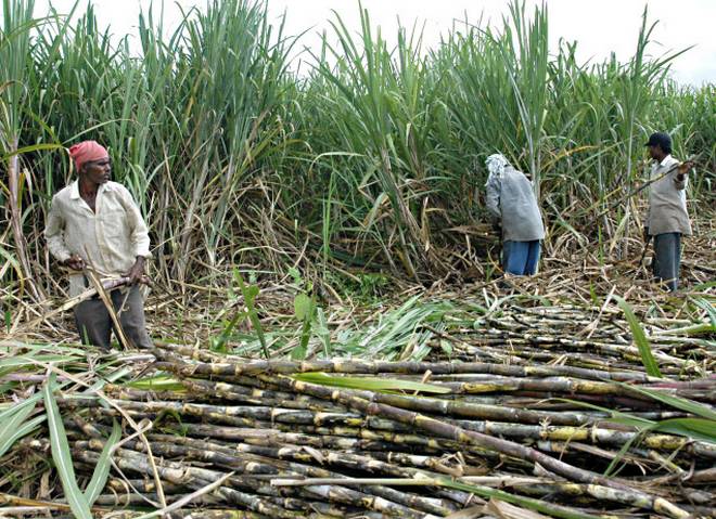 Sugarcane Sugarcane- India TV Paisa