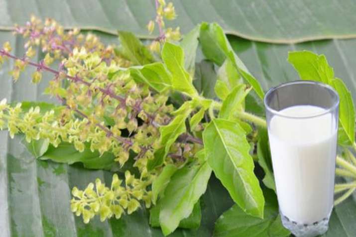 tulsi and milk health banefits tulsi and milk health banefits- India TV