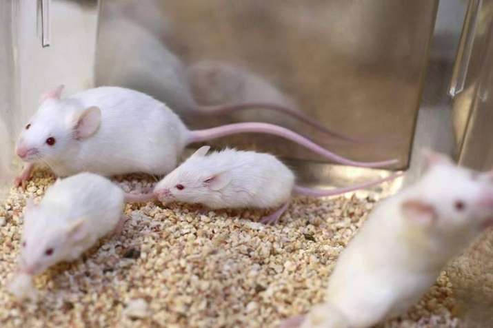 rats rats- India TV