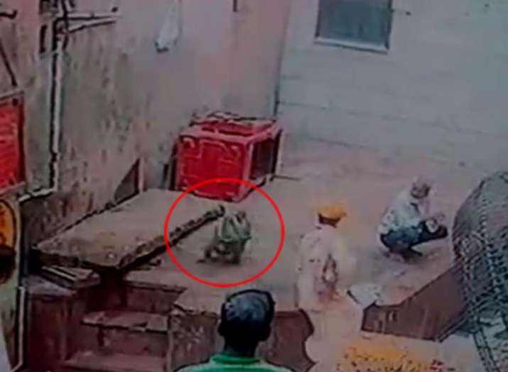 Monkey snatches snake from charmer at Vrindavan temple, Uttar Pradesh Monkey snatches snake from charmer at Vrindavan temple, Uttar Pradesh- India TV