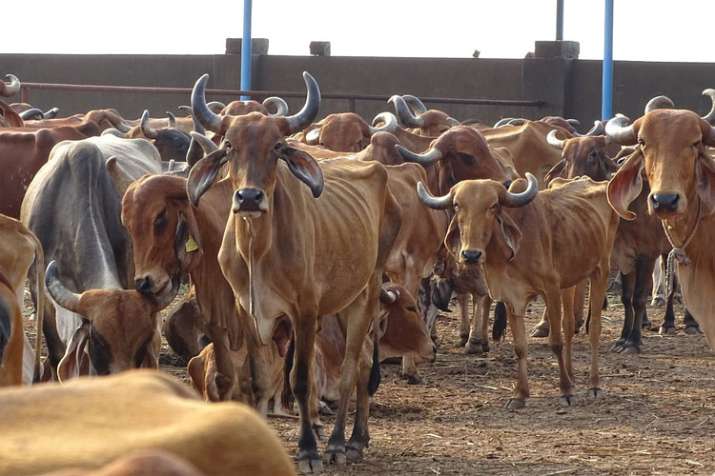Police outpost struggles to take care of seized cattle in Assam | Representational Image Police outpost struggles to take care of seized cattle in Assam | Representational Image- India TV
