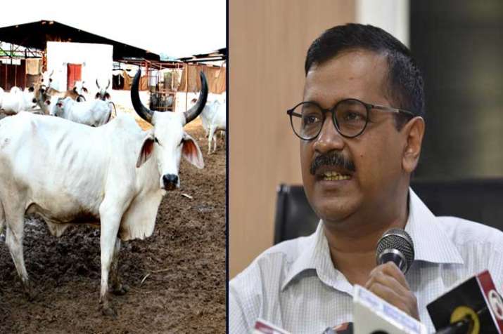 arvind kejriwal controversial statement on cow arvind kejriwal controversial statement on cow- India TV