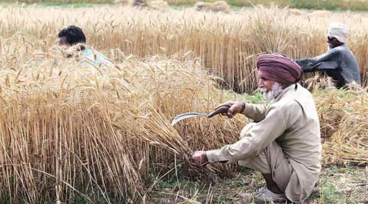 rabi crop rabi crop- India TV Paisa
