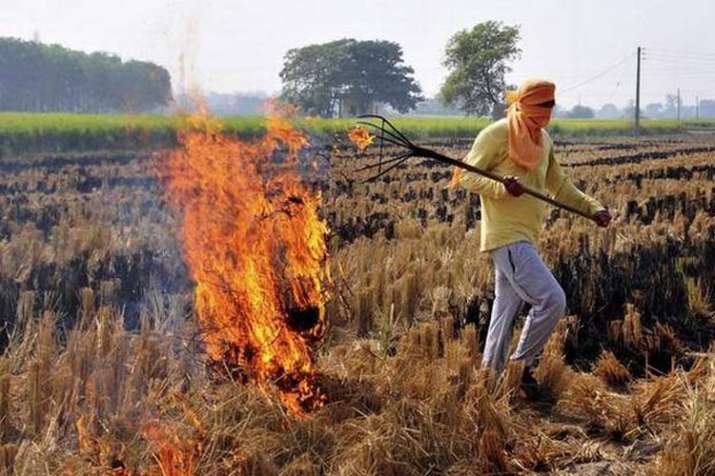 Stubble burning from Punjab, Haryana contributed to pollution in Delhi: SAFAR | PTI File Stubble burning from Punjab, Haryana contributed to pollution in Delhi: SAFAR | PTI File- India TV