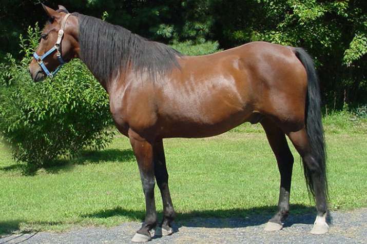 Assam Rifles hands over 15 trained horses to Myanmar army Assam Rifles hands over 15 trained horses to Myanmar army- India TV