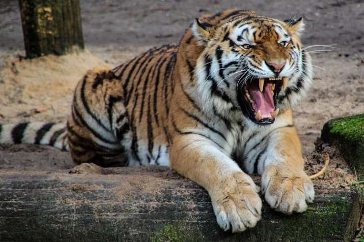 ‘Man eater’ tigress Avni (T1), believed to be responsible for 13 deaths, killed | Representational I ‘Man eater’ tigress Avni (T1), believed to be responsible for 13 deaths, killed | Representational I- India TV