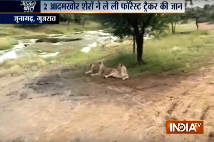Gir forest lion attack Gir forest lion attack- India TV