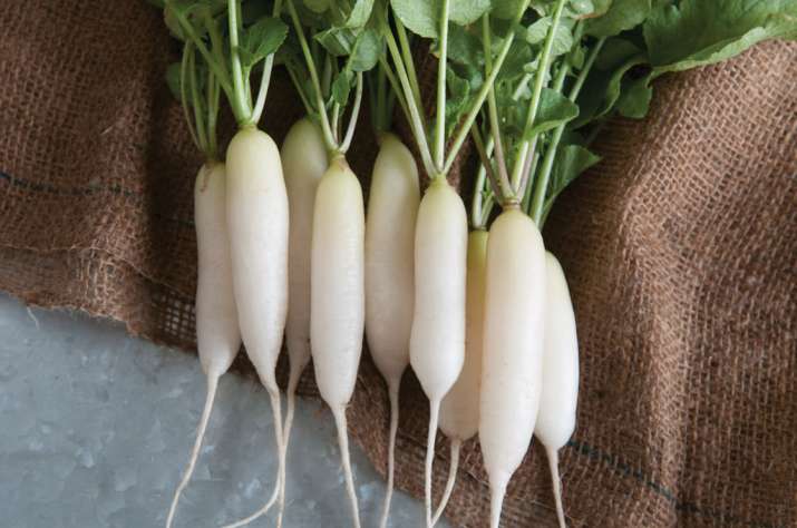 Radish Radish- India TV