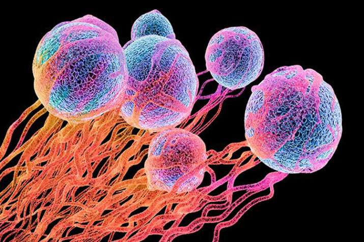 Cancer Cancer - India TV