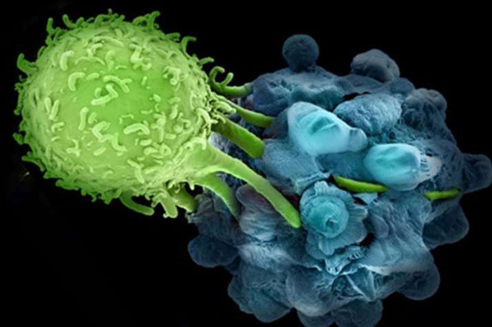 immunotherapy cancer immunotherapy cancer- India TV
