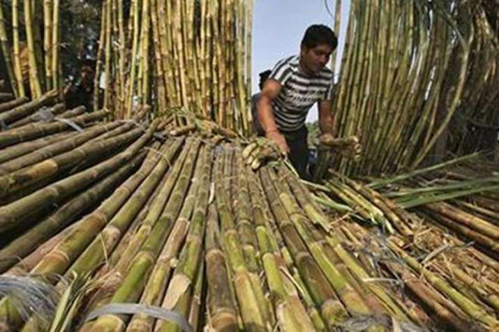 Sugarcane farmer Sugarcane farmer - India TV