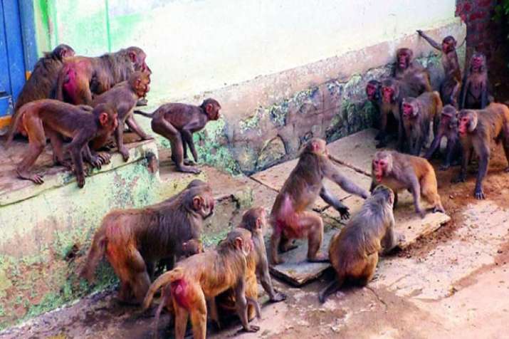 Monkey Fever Monkey Fever- India TV