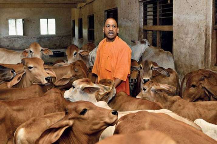 cm yogi adityanath cm yogi adityanath- India TV