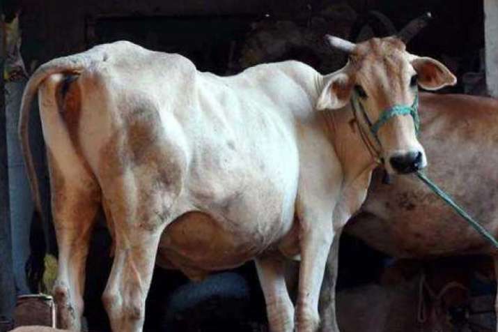 अब शराब और बीयर से होगी उत्तर प्रदेश में गोरक्षा! अब शराब और बीयर से होगी उत्तर प्रदेश में गोरक्षा!- India TV