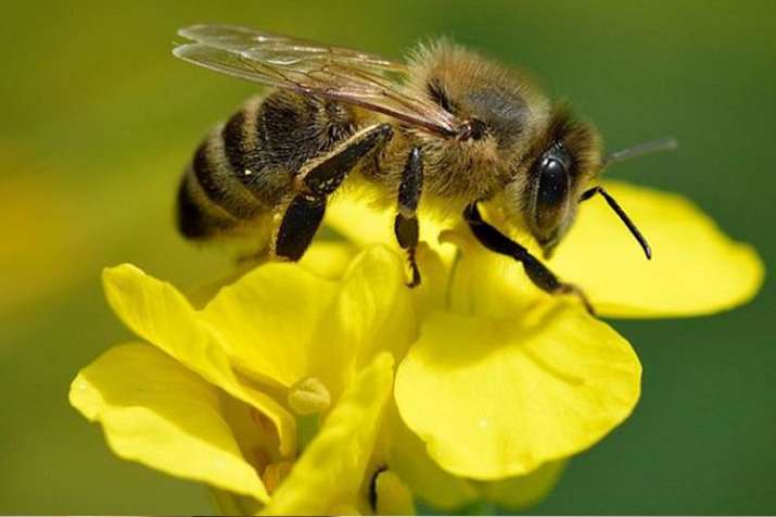 bee bee- India TV