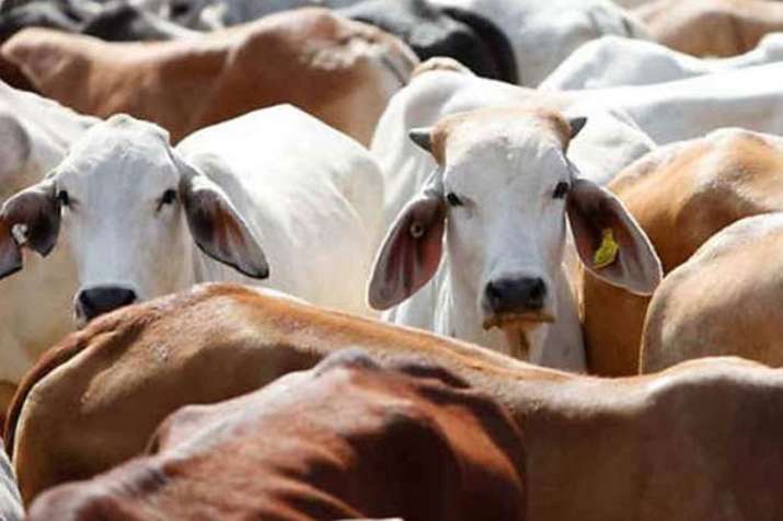 NSA invoked against three accused for cow slaughter in Khandwa of Madhya Pradesh NSA invoked against three accused for cow slaughter in Khandwa of Madhya Pradesh- India TV