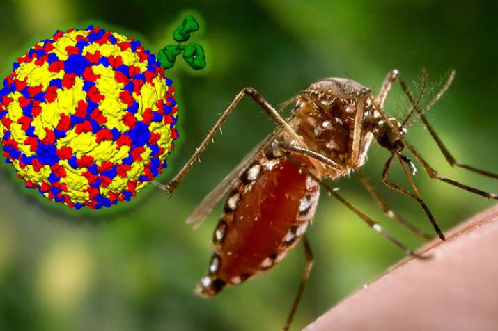Dengue Dengue- India TV