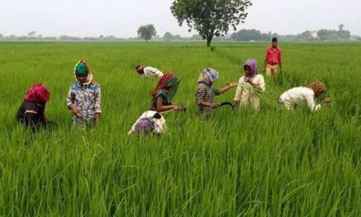Harvesting in jhabua Harvesting in jhabua- India TV Paisa
