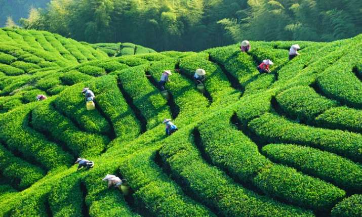 Tea Export Tea Export- India TV Paisa