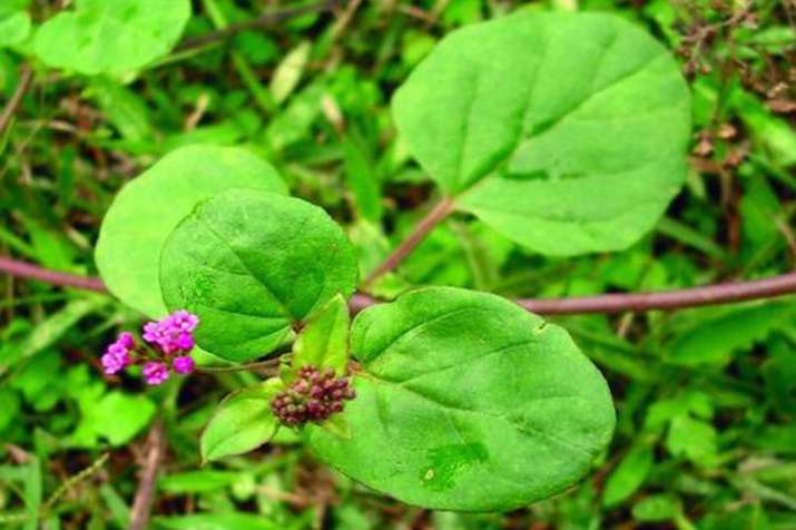 Boerhavia diffusa Boerhavia diffusa- India TV