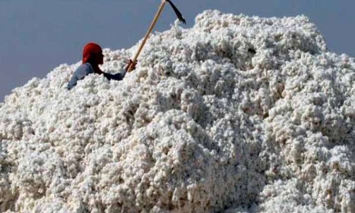 cotton crop output cotton crop output- India TV Paisa