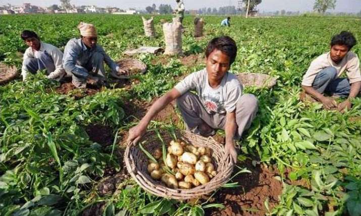 PepsiCo is suing farmers in India for growing the potatoes it uses in Lays chips PepsiCo is suing farmers in India for growing the potatoes it uses in Lays chips- India TV Paisa
