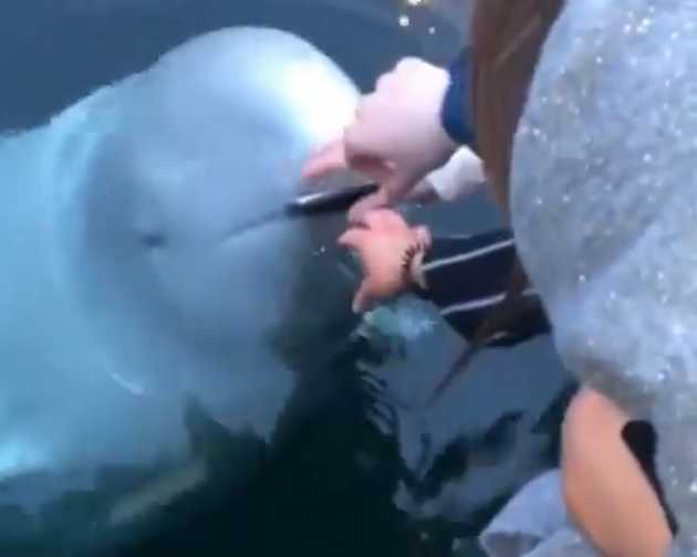 white whale white whale- India TV