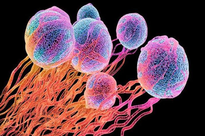 cancer cancer- India TV