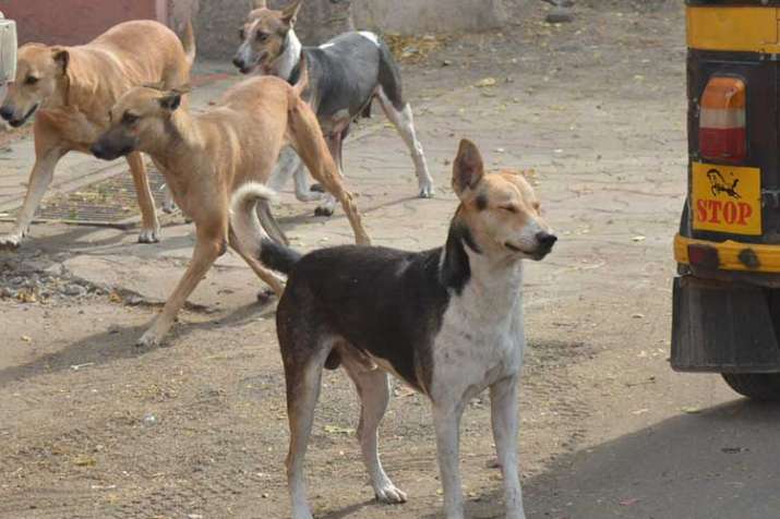 Representational pic Representational pic- India TV