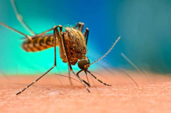 National Dengue Day National Dengue Day- India TV