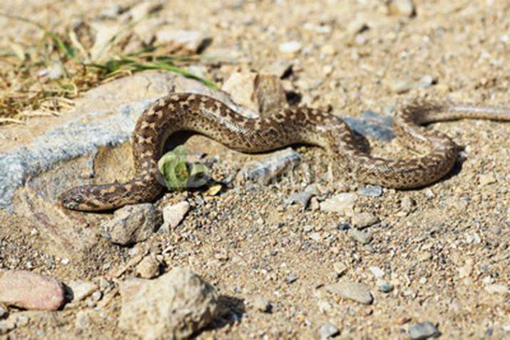 2 arrested with Sand Boa snakes worth 1.2 crore rupees | AP Representational 2 arrested with Sand Boa snakes worth 1.2 crore rupees | AP Representational- India TV