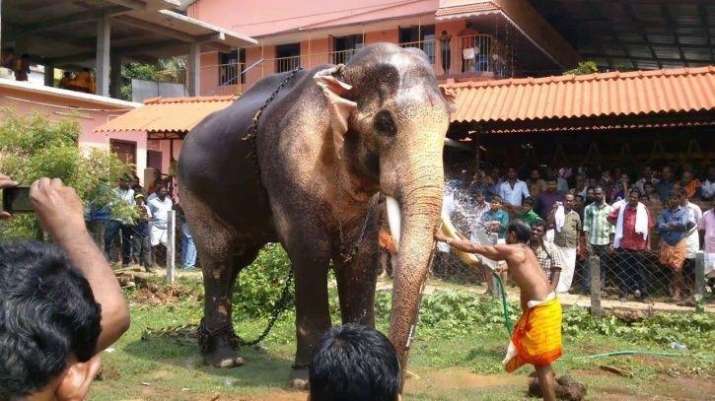 elephant elephant- India TV