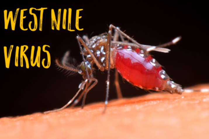 West nile fever West nile fever- India TV