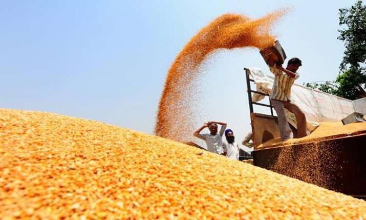Record production of wheat in Punjab Record production of wheat in Punjab- India TV Paisa