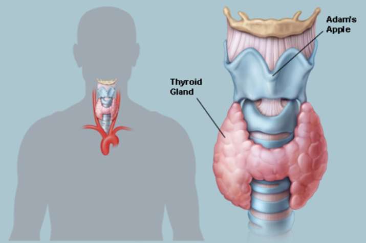world thyroid day world thyroid day- India TV