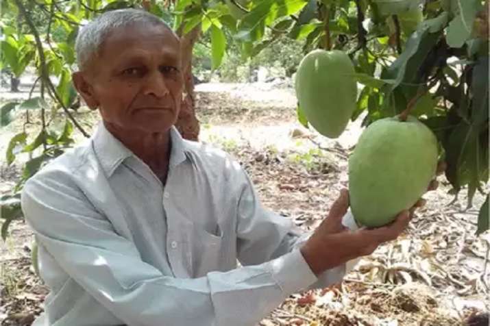 rare variety noorjahan single mango costs upto 1200 rupee know what is special rare variety noorjahan single mango costs upto 1200 rupee know what is special- India TV Paisa