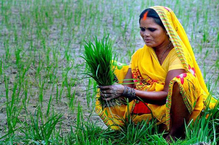 Rs 12305 cr disbursed so far to farmers under PM-KISAN scheme Rs 12305 cr disbursed so far to farmers under PM-KISAN scheme- India TV Paisa