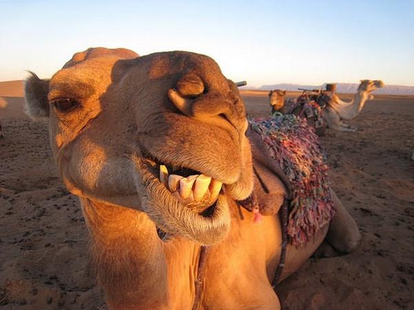 camel camel- India TV