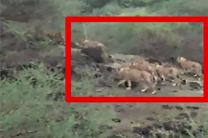 Lions Lions- India TV