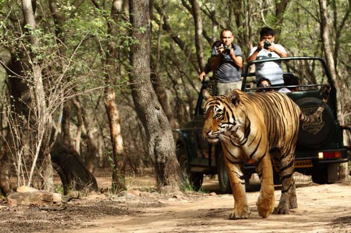 jim corbett jim corbett- India TV