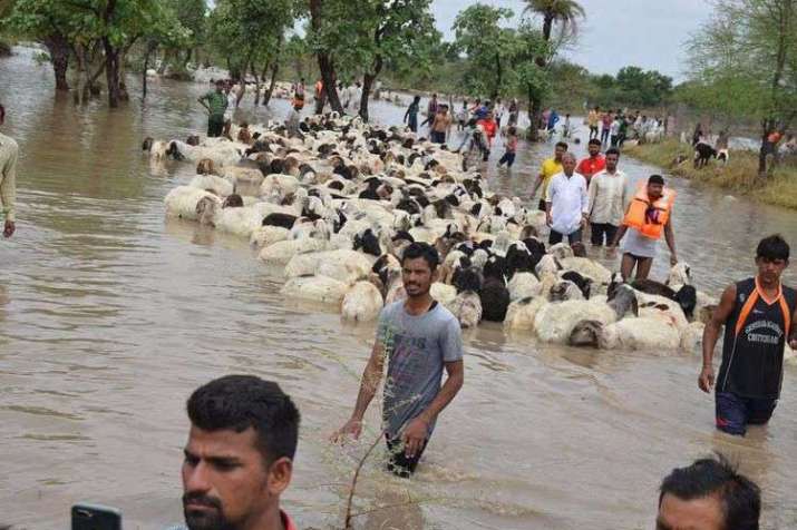 sheep sheep- India TV